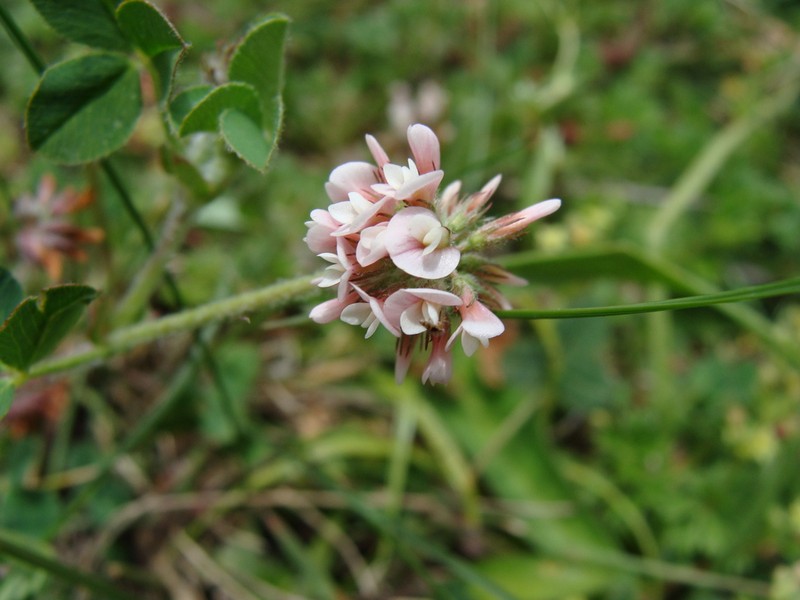 Aztec Clover photo 4