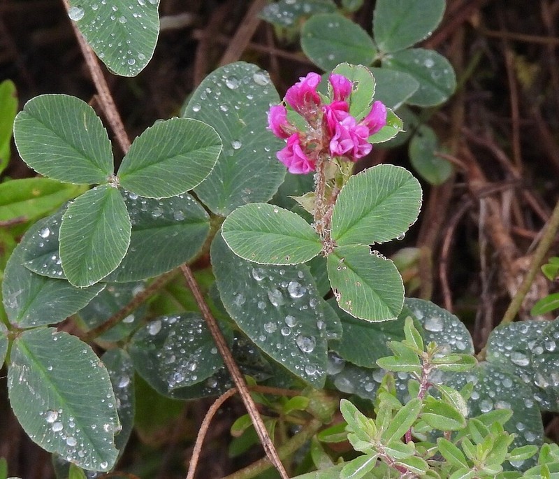 Aztec Clover photo 5