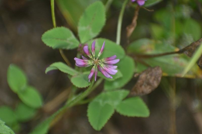 Aztec Clover photo 6
