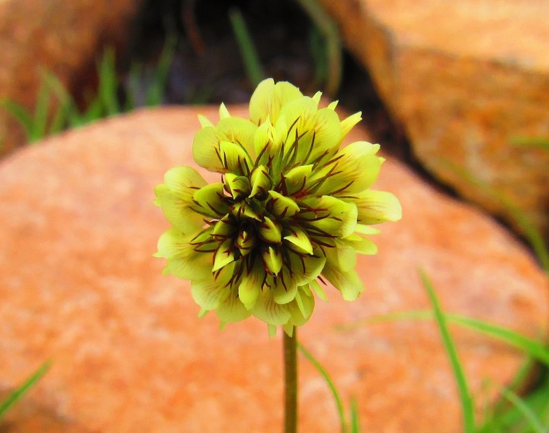 Aztec Clover photo 7