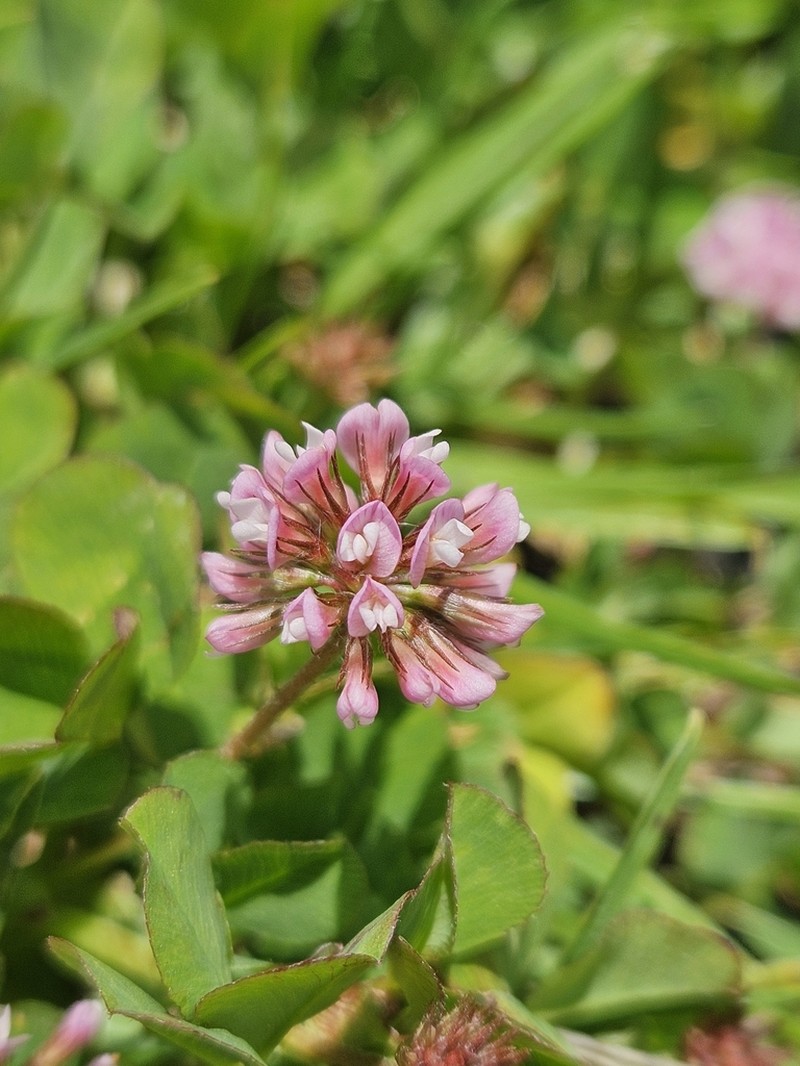 Aztec Clover photo 8