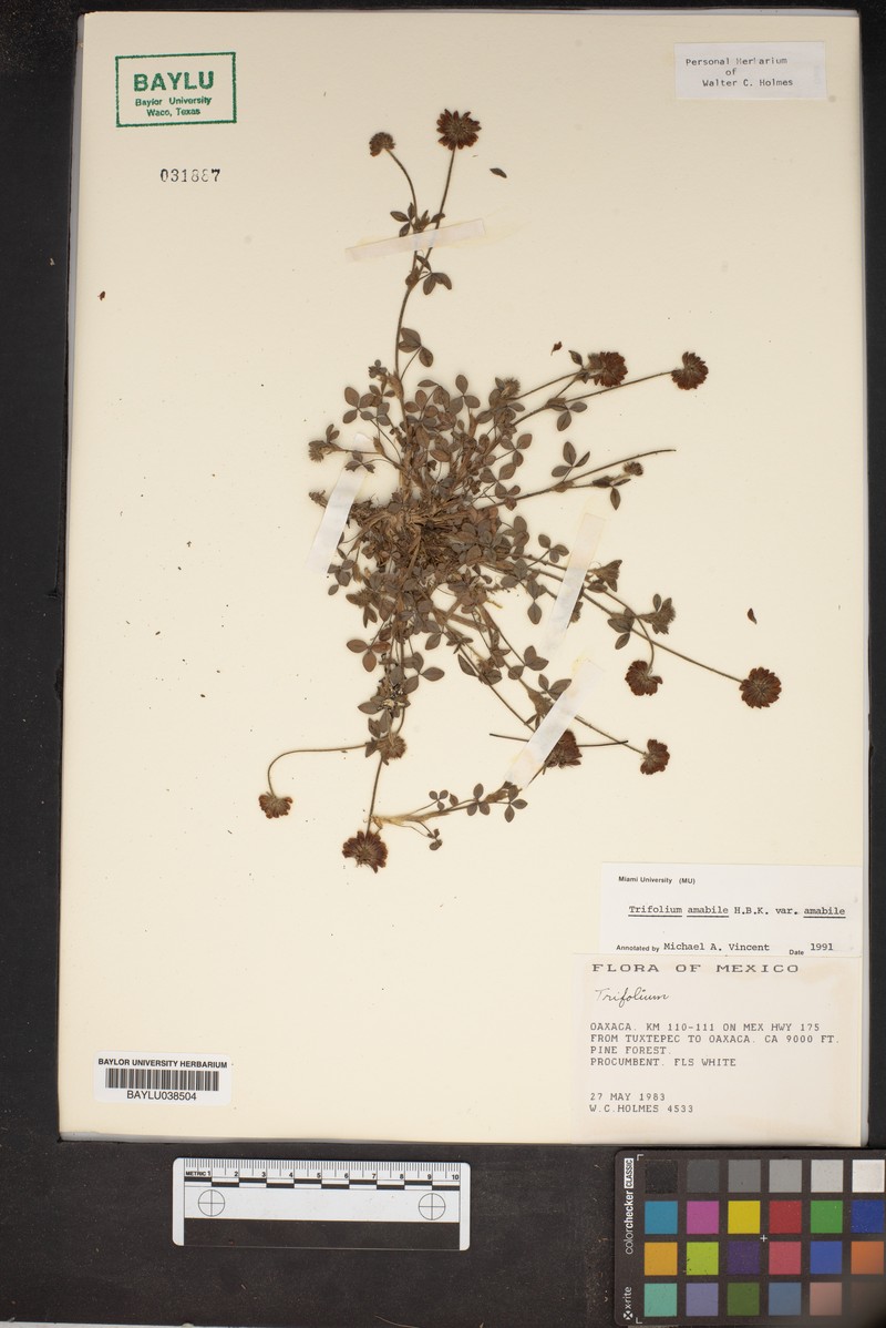 Trifolium amabile var. amabile