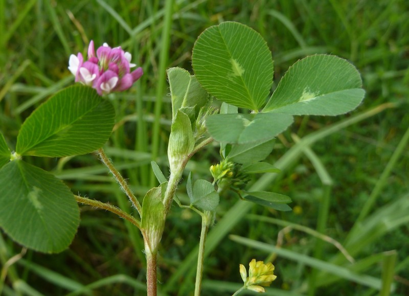 Trifolium amabile var. hemsleyi