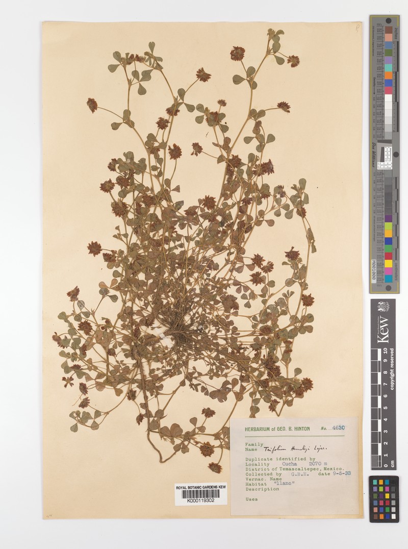Trifolium amabile var. hemsleyi photo 2