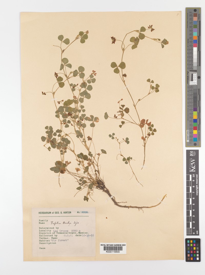 Trifolium amabile var. hemsleyi photo 3