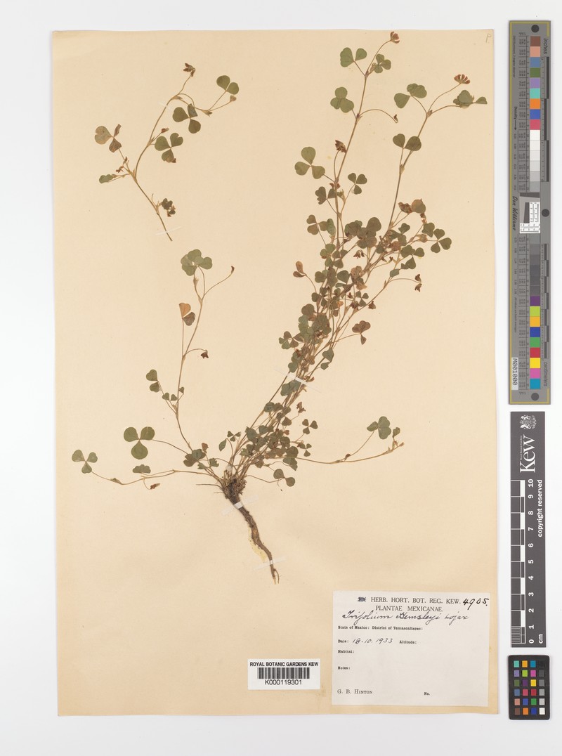 Trifolium amabile var. hemsleyi photo 4