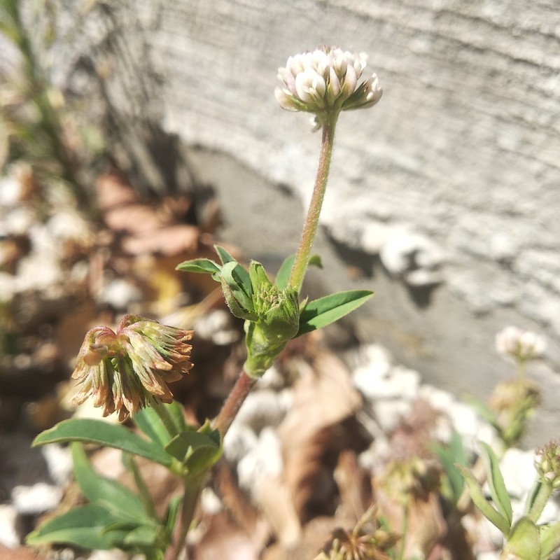 Trifolium amabile var. mexicanum