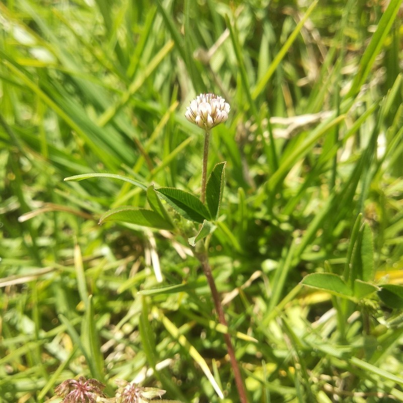 Trifolium amabile var. mexicanum photo 2