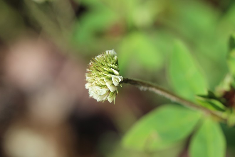 Trifolium amabile var. mexicanum photo 3
