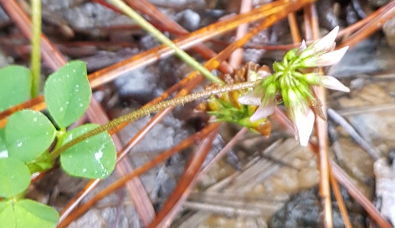 Trifolium amabile var. mexicanum photo 4