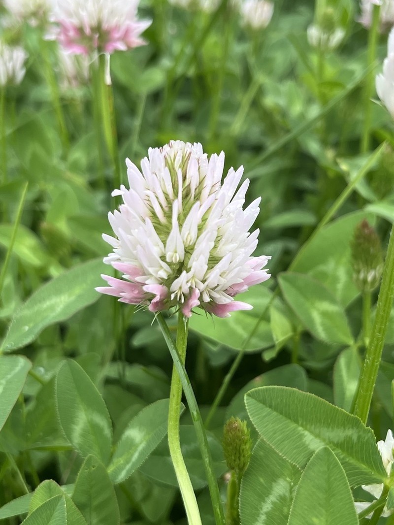Kura Clover photo 3