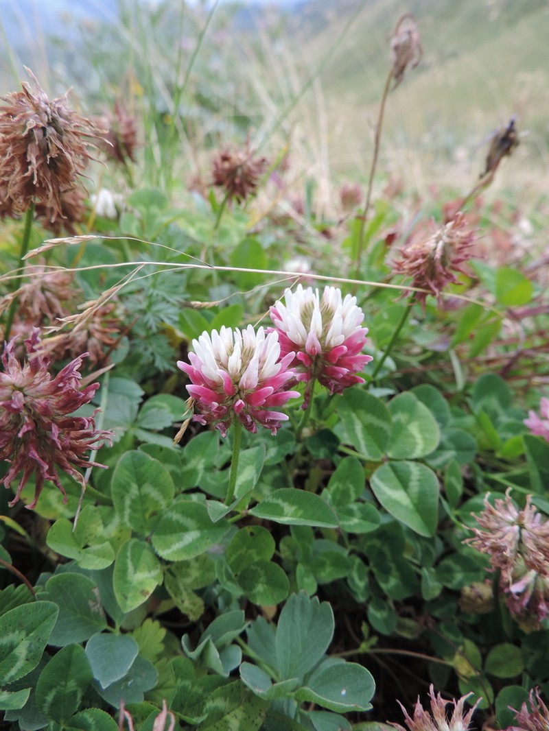 Kura Clover photo 4