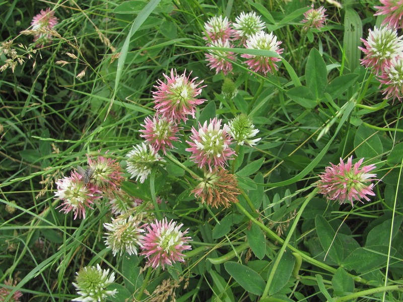 Kura Clover photo 5