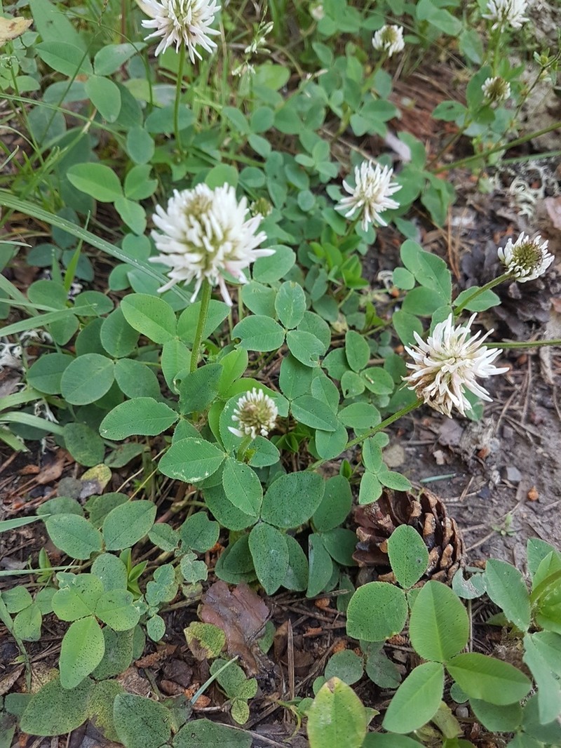Kura Clover photo 6