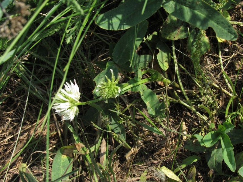 Kura Clover photo 7