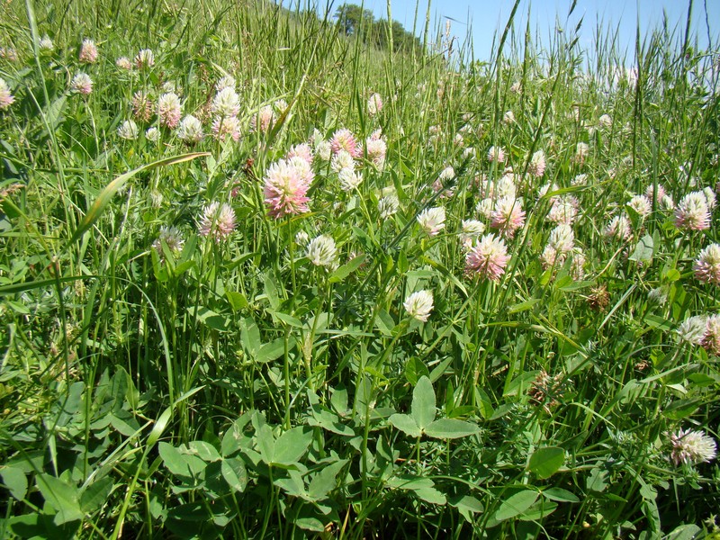 Kura Clover photo 2