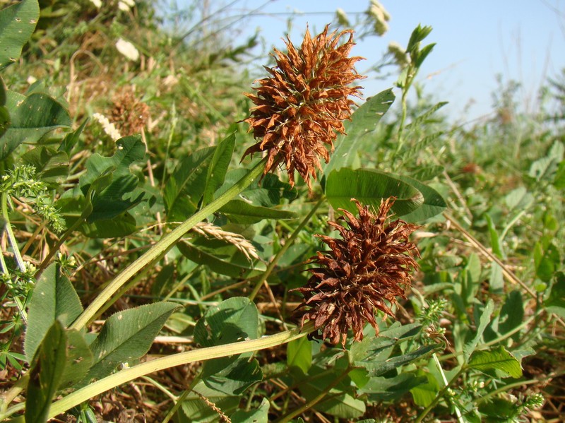 Kura Clover photo 3