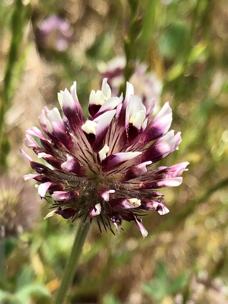 Showy Indian Clover photo 4