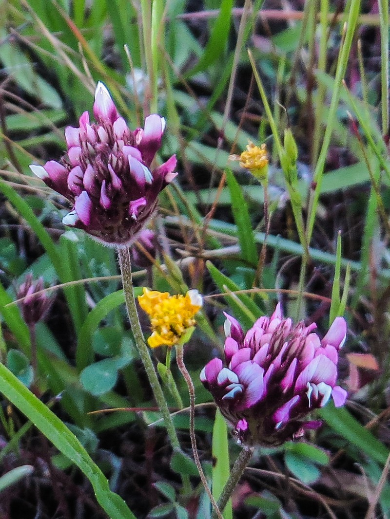 Showy Indian Clover photo 5