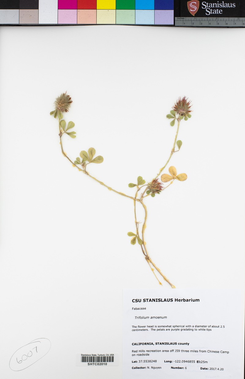 Showy Indian Clover photo 6