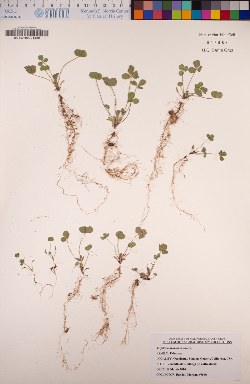 Showy Indian Clover photo 7