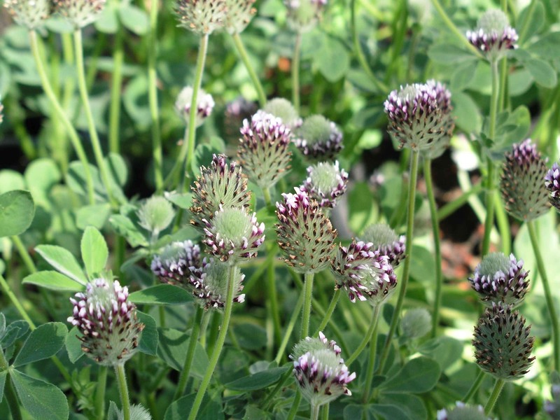 Showy Indian Clover