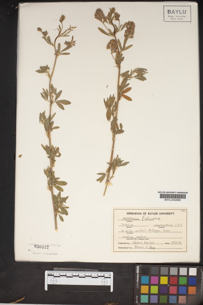 Trifolium amphianthum