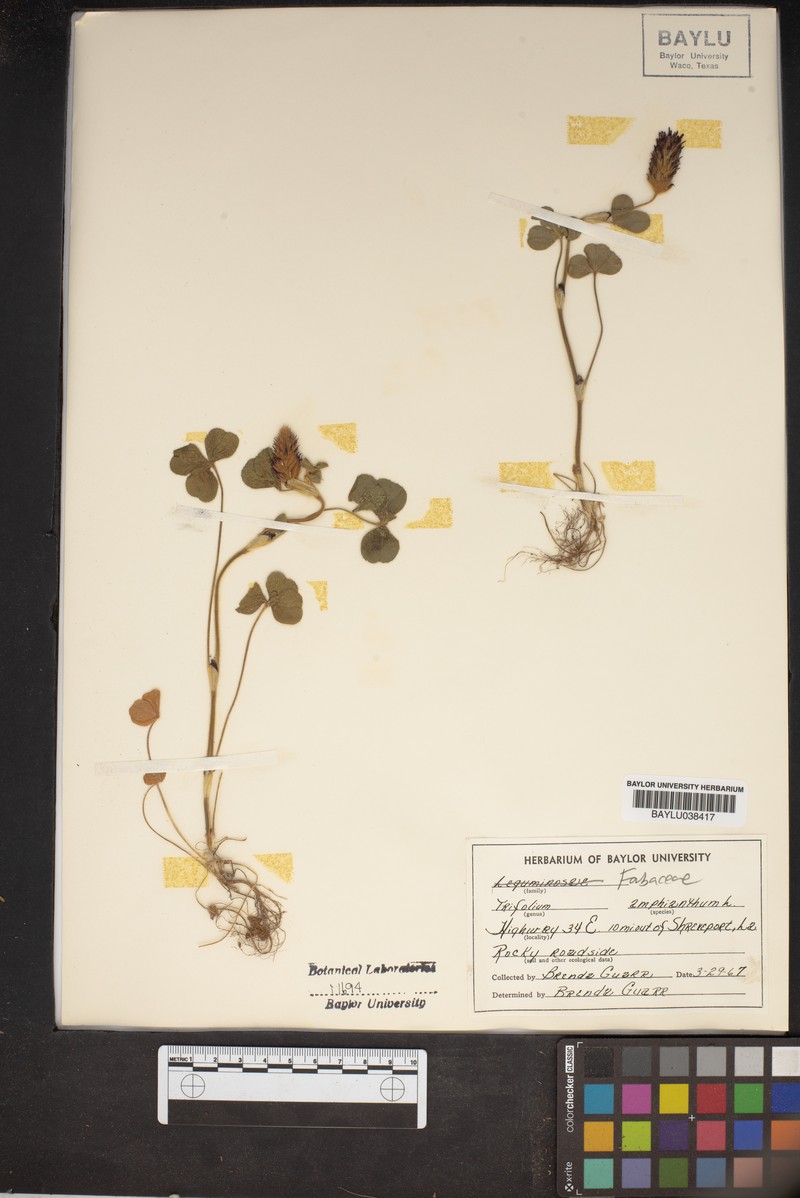 Trifolium amphianthum photo 2