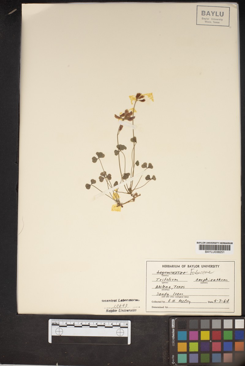 Trifolium amphianthum photo 3