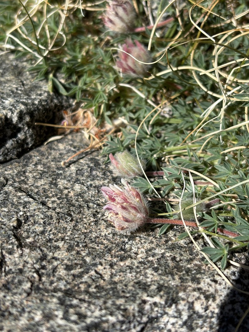 Fiveleaf Clover photo 6