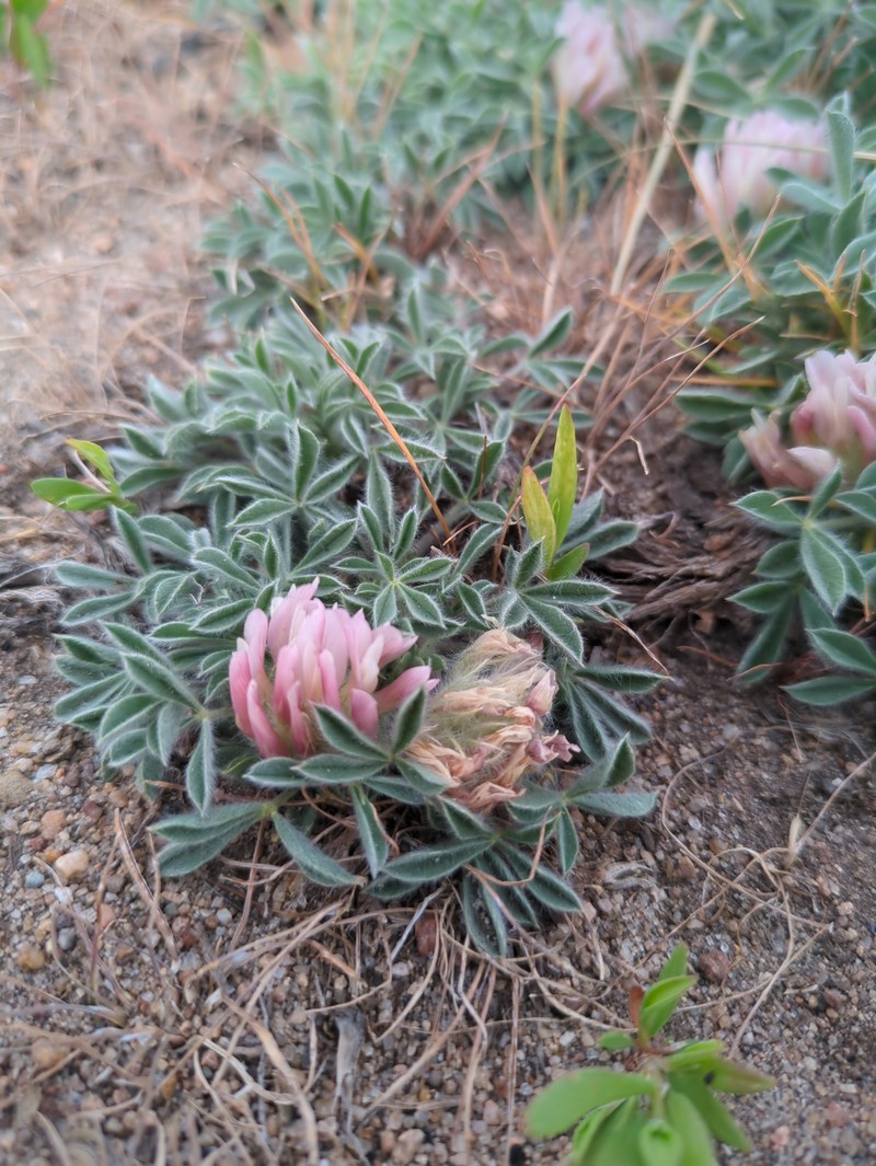 Trifolium andersonii subsp. andersonii