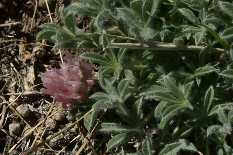 Trifolium andersonii subsp. andersonii photo 2