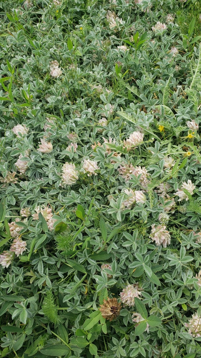 Trifolium andersonii subsp. andersonii photo 4