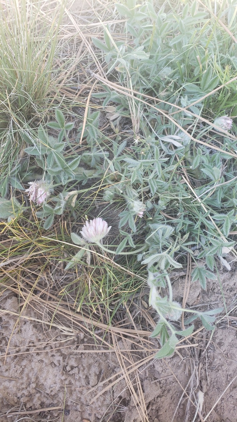 Trifolium andersonii subsp. andersonii photo 5