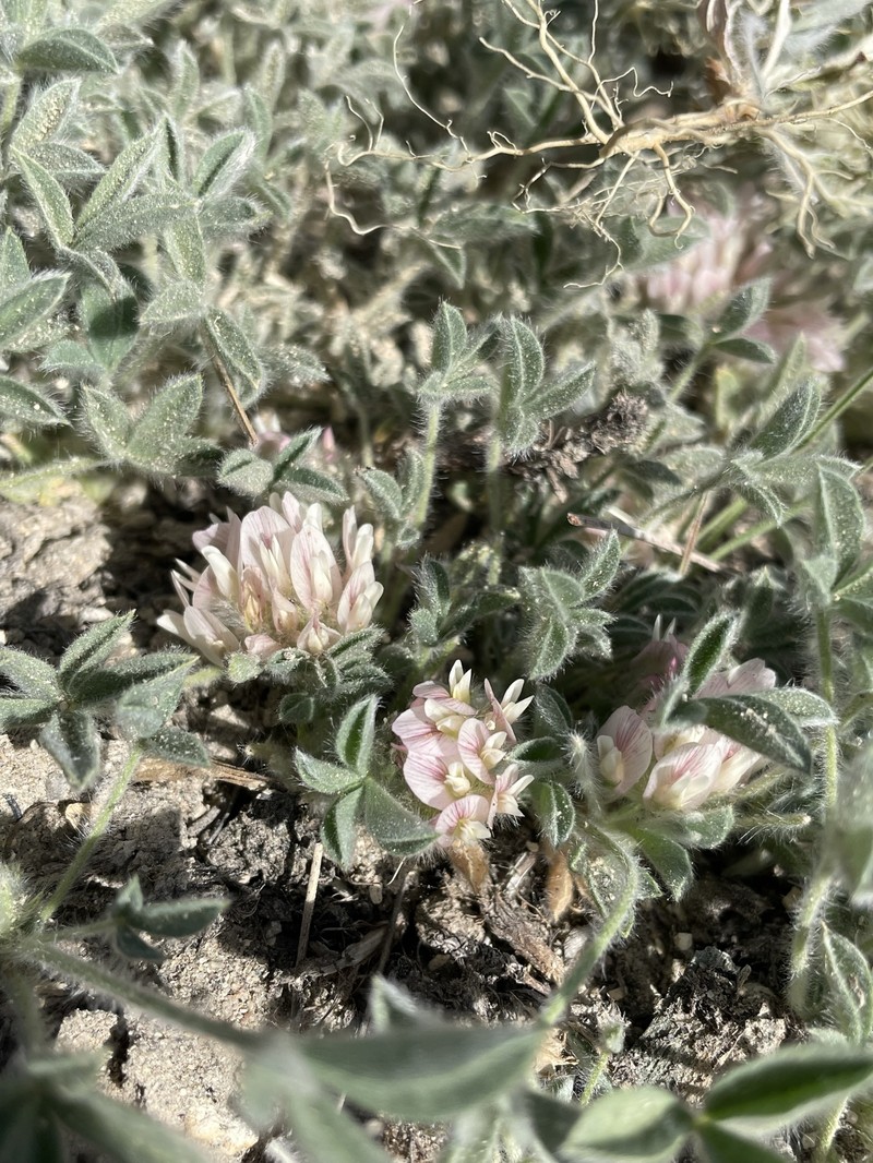 Trifolium andersonii subsp. andersonii photo 6