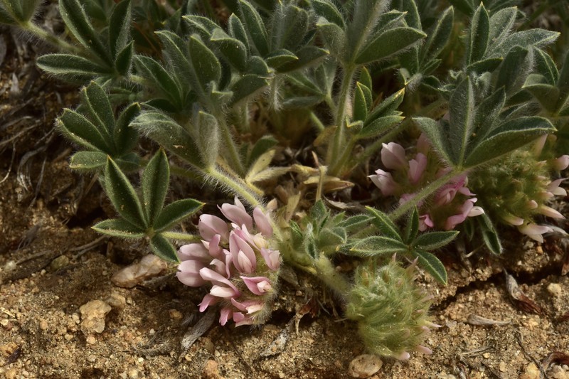Trifolium andersonii subsp. andersonii photo 7