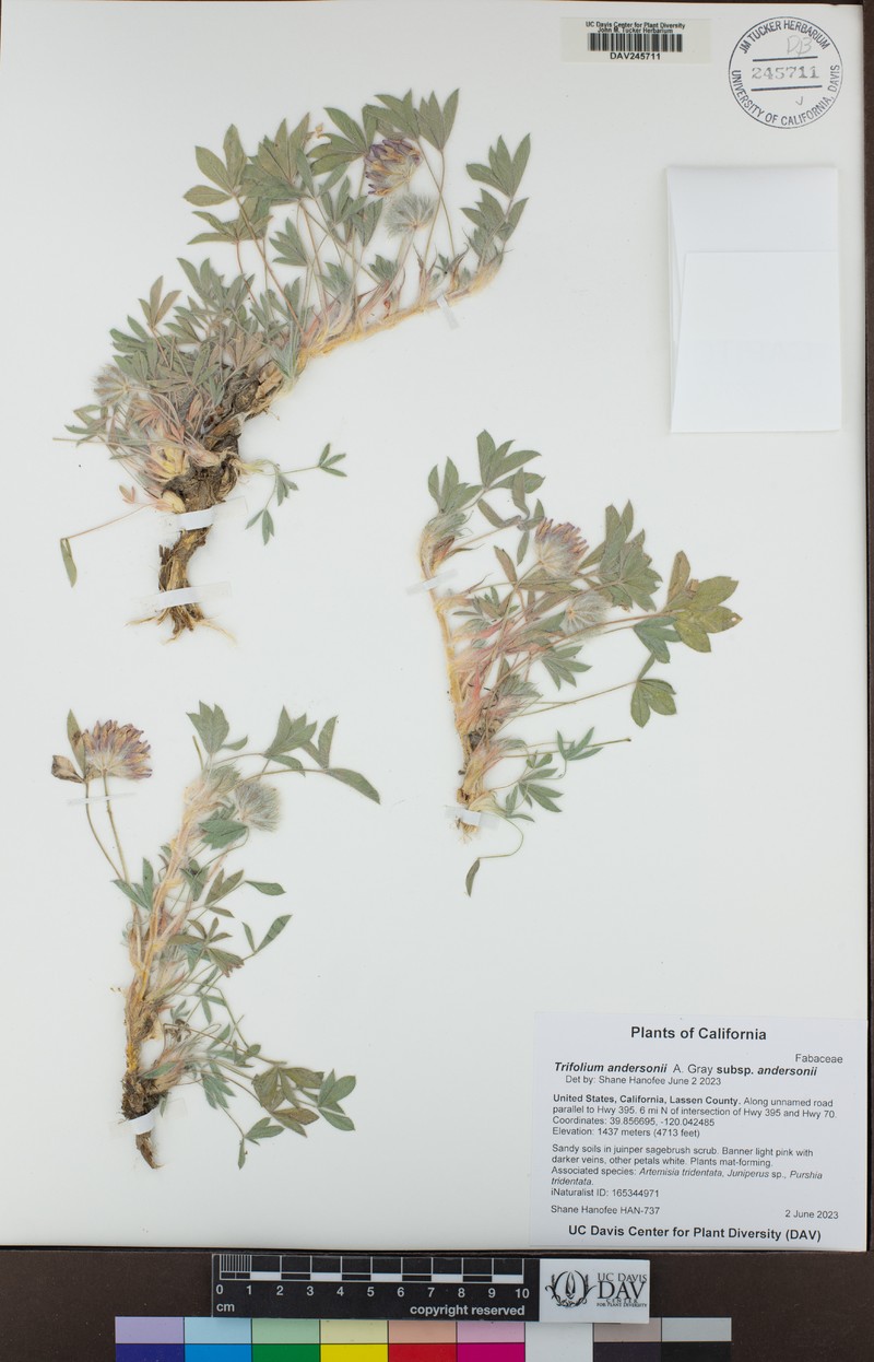 Trifolium andersonii subsp. andersonii photo 8