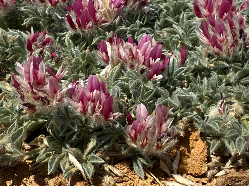 Trifolium andersonii subsp. beatleyae