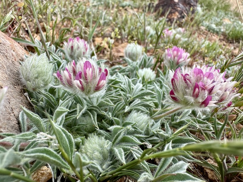 Trifolium andersonii subsp. beatleyae photo 2