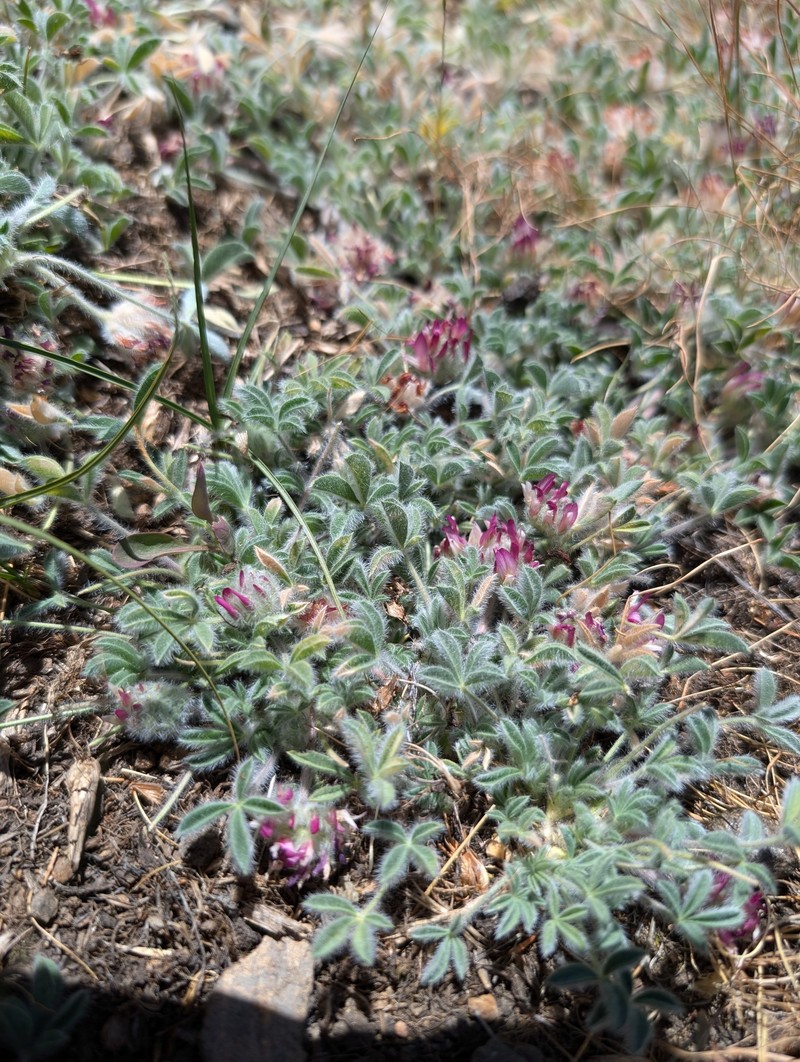 Trifolium andersonii subsp. beatleyae photo 3