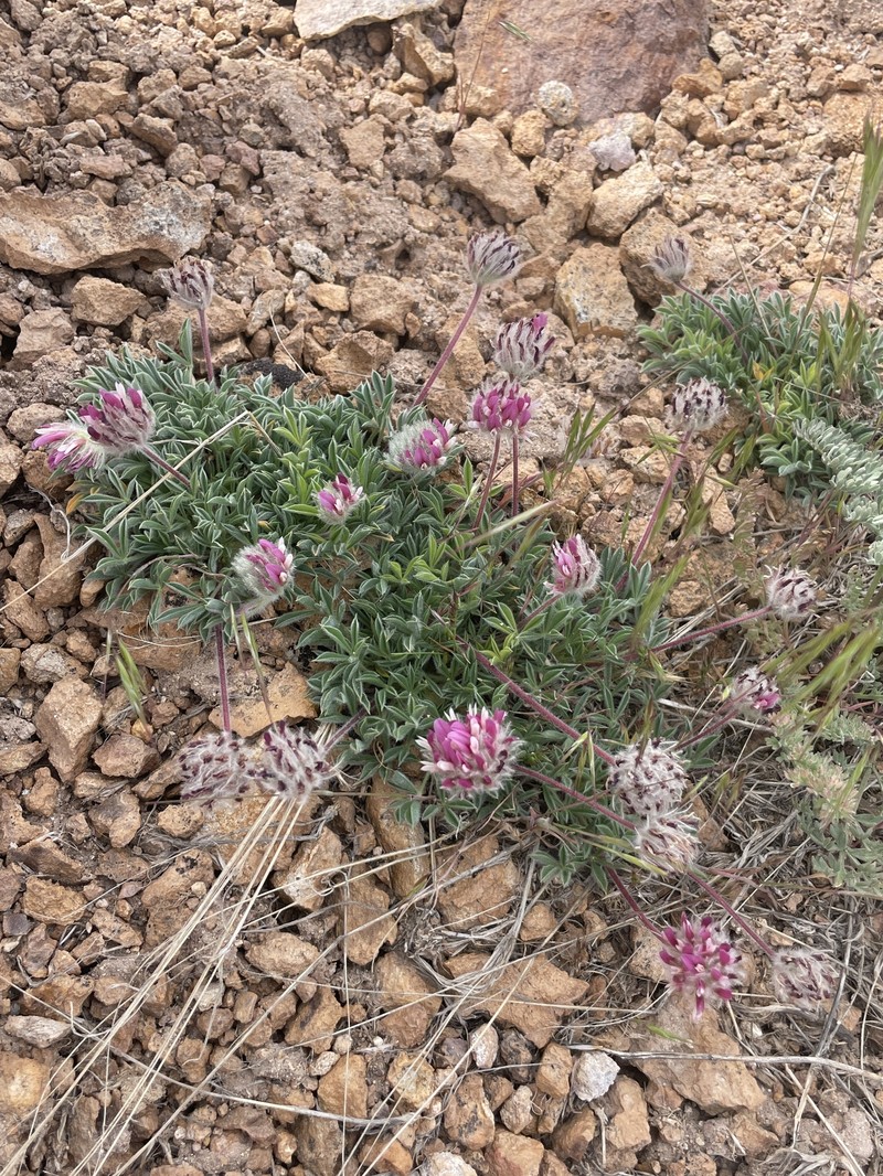 Trifolium andersonii subsp. beatleyae photo 4
