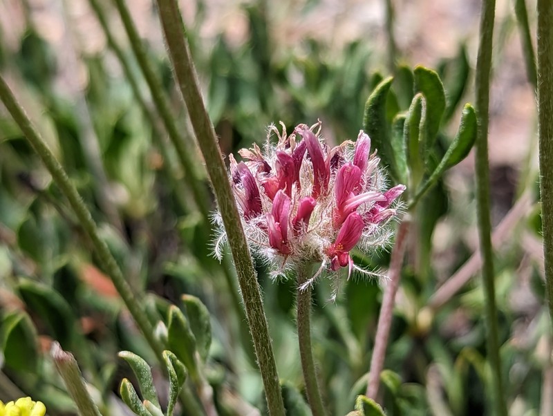 Trifolium andersonii subsp. beatleyae photo 5