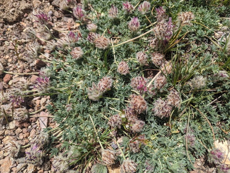 Trifolium andersonii subsp. beatleyae photo 6