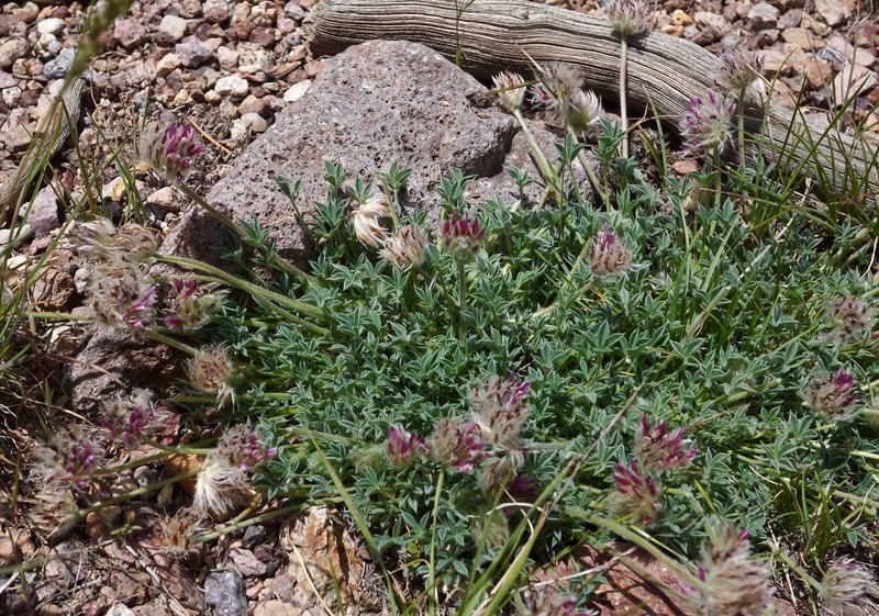 Trifolium andersonii subsp. beatleyae photo 7