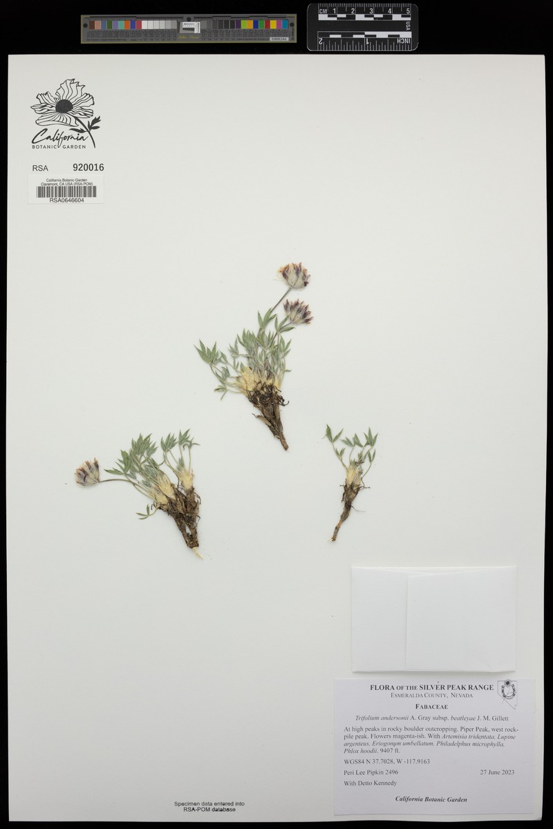 Trifolium andersonii subsp. beatleyae photo 8