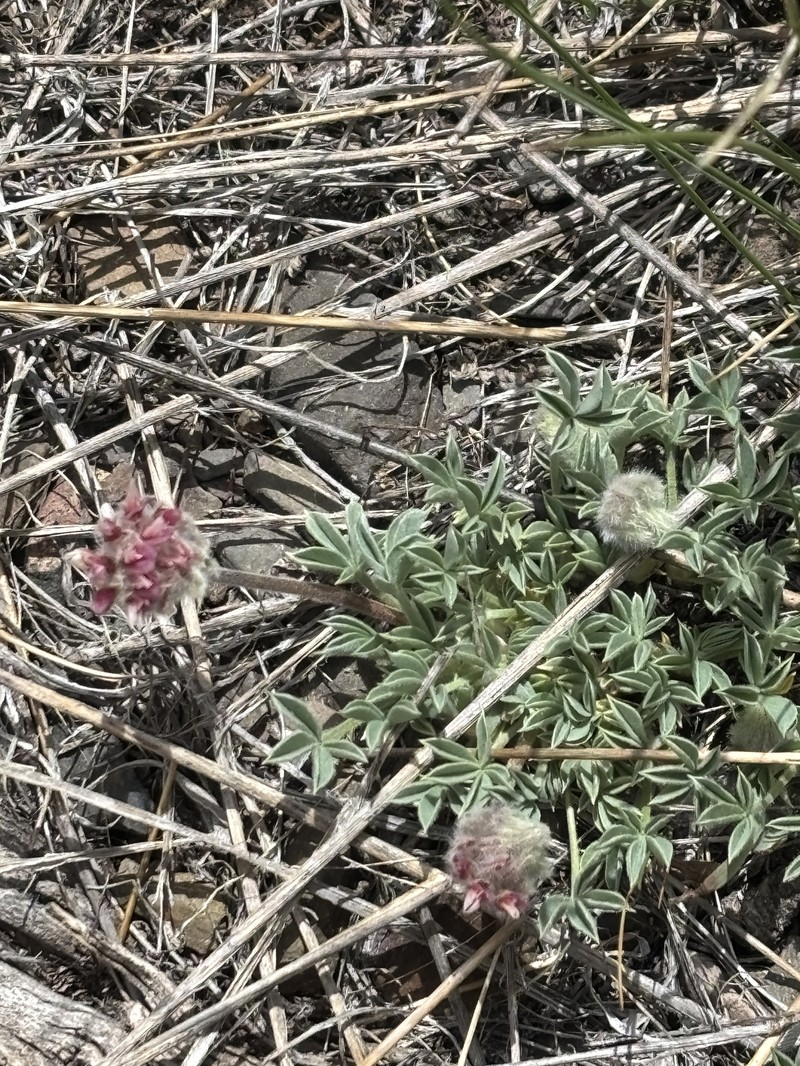 Trifolium andersonii subsp. monoense