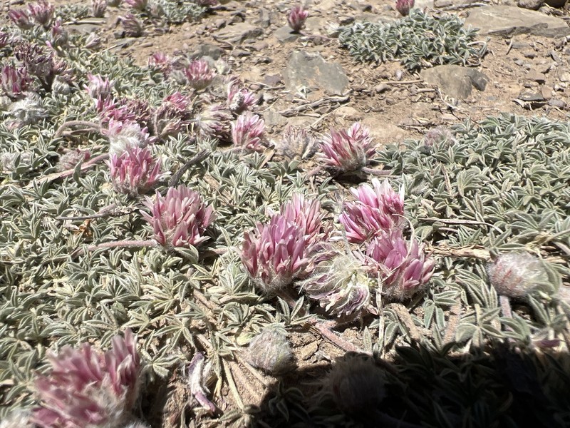 Trifolium andersonii subsp. monoense photo 2