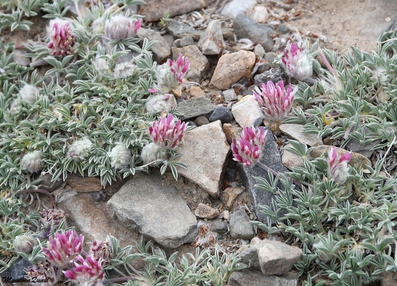 Trifolium andersonii subsp. monoense photo 3