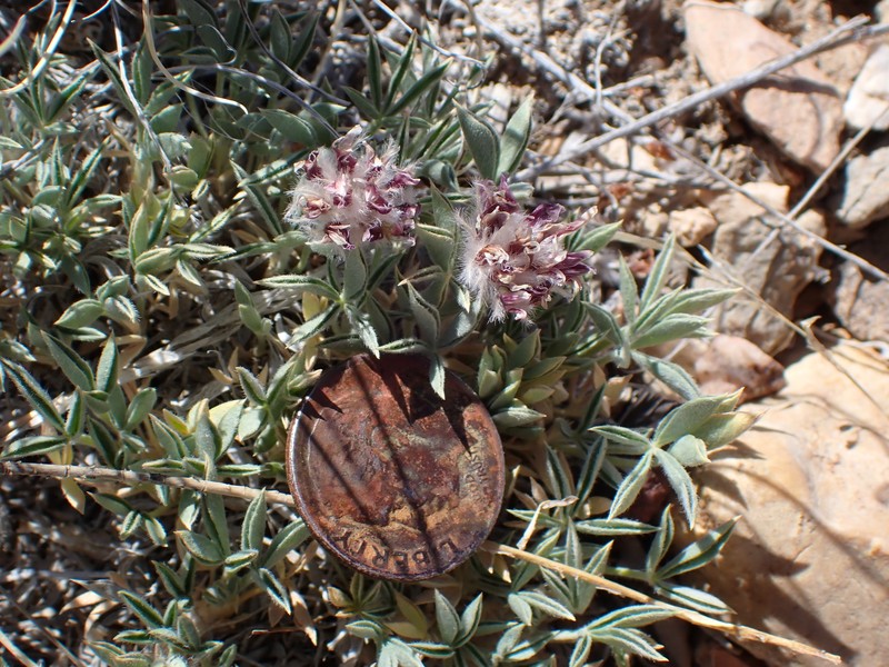 Trifolium andersonii subsp. monoense photo 4