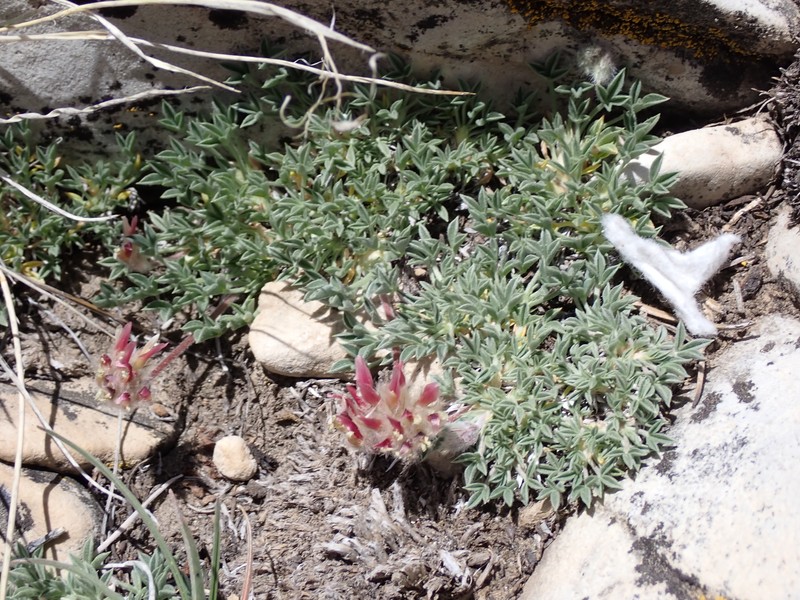 Trifolium andersonii subsp. monoense photo 5